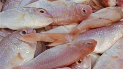 أسعار السمك والجمبري اليوم السبت 16 نوفمبر 2024