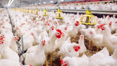  أسعار الفراخ البيضاء بمستهل تعاملات اليوم السبت 16_11_2024