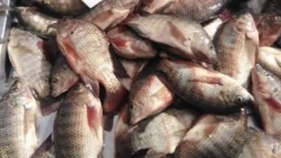 سعر السمك البلطي اليوم الأحد 17_11_2024