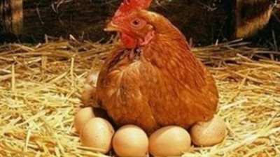  أسعار الدواجن والبيض اليوم الأحد 17 نوفمبر 2024