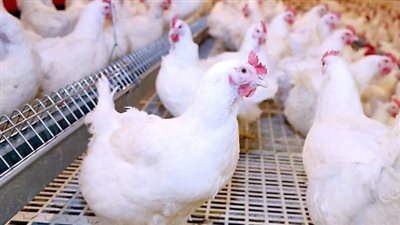 أسعار بورصة الدواجن اليوم الثلاثاء 19-11-2024