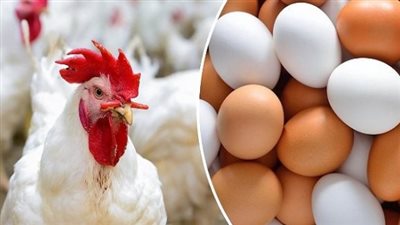 في الأسواق والمحال التجارية.. أسعار الدواجن اليوم الأربعاء 20 نوفمبر 2024