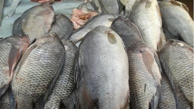 سعر السمك البلطي اليوم الأربعاء 20_11_2024