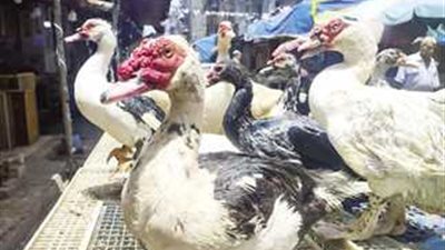 أسعار البط في مصر اليوم الأحد 24 نوفمبر 2024