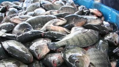 أسعار السمك والجمبري اليوم الإثنين 25 نوفمبر 2024