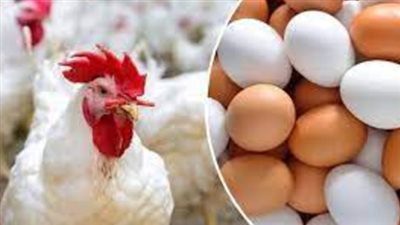  أسعار الدواجن اليوم الاثنين 25 نوفمبر 2024.. البيض بكام؟