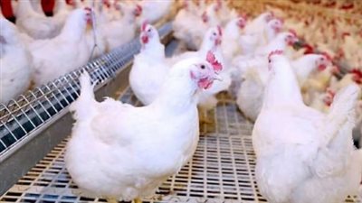  أسعار الفراخ البيضاء مستهل تعاملات اليوم الثلاثاء 26_11_2024