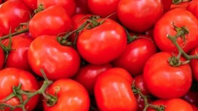 أسعار الطماطم والبطاطس اليوم في مصر.. انخفضت أكثر من 50% عن أسعارها 