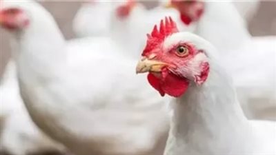  أسعار الدواجن اليوم الأربعاء 27 نوفمبر 2024