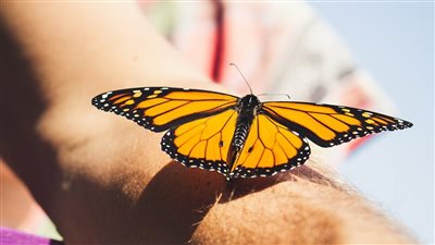 مرض الفراشة.. كيف يؤثر على الجلد وما هي أسبابه وأعراضه؟