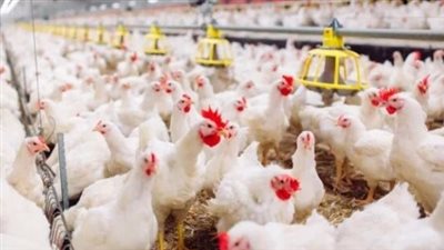 أسعار الدواجن اليوم السبت 30 نوفمبر 2024