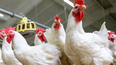  أسعار الدواجن اليوم الاثنين 2 ديسمبر 2024 في الأسواق والمحال التجارية