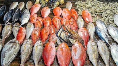 أسعار الأسماك المجمدة بكافة أنواعها اليوم الخميس.. سعر السمك البلطي الكبير اليوم بكام؟