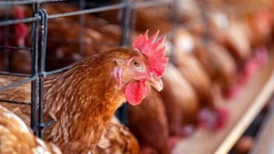 أسعار الدواجن والبيض اليوم الخميس 5 ديسمبر 2024 في الأسواق