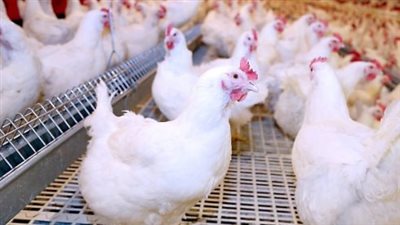 في الأسواق والمحال التحارية.. سعر الفراخ البيضاء اليوم السبت 7 ديسمبر 2024