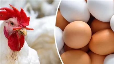 أسعار الفراخ البيضاء في بورصة الدواجن اليوم الأحد 8-12-2024