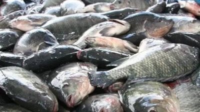 أسعار السمك والجمبري اليوم الأحد 8 ديسمبر 2024