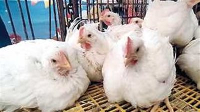 تراجع أسعار الدواجن اليوم الأحد 8 ديسمبر 2024 في الأسواق والمحال التجارية