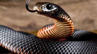 تفسير حلم الثعبان للمتزوج والمتزوجة.. رسائل خفية وتحذيرات نفسية