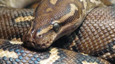 تفسير رؤية الثعبان في المنام.. بين دلالات العداوة ورسائل التحذير