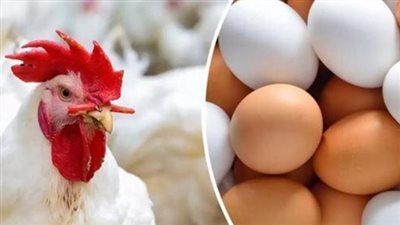 أسعار البيض اليوم الإثنين 9_12_2024