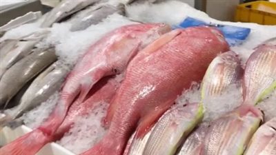 تباين أسعار السمك والجمبري اليوم الاثنين 9 ديسمبر 2024