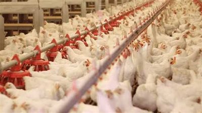 سعر الفراخ اليوم الأربعاء 11 ديسمبر 2024 في الأسواق والمحال التجارية.. البيض بكام؟