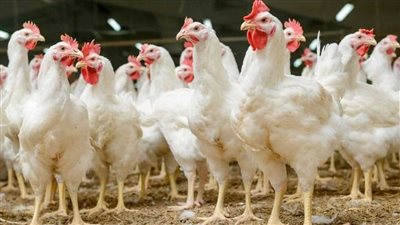 سعر الفراخ البيضاء اليوم الأربعاء 11-12-2024 فى الأسواق خلال التعاملات الصباحية