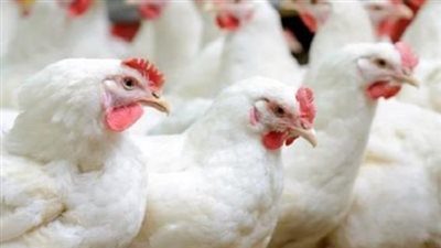 أسعار الدواجن والبيض اليوم السبت 14_12_2024