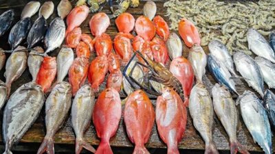  أسعار السمك والجمبري اليوم السبت 14 ديسمبر 2024