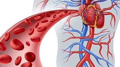 طرق زيادة كرات الدم الحمراء في الجسم.. أطعمة مهمة لتكوين خلايا جديدة
