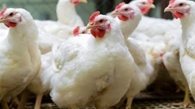 أسعار الفراخ البيضاء في بورصة الدواجن اليوم الأحد 15_12_2024