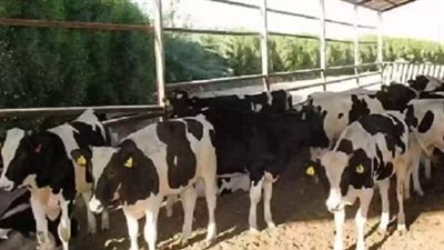 رابط الاستعلام عن موعد صرف دعم المواشي