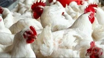  أسعار الدواجن والبيض في مستهل تعاملات اليوم الأربعاء 18 ديسمبر 2024