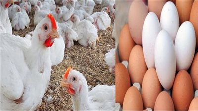  أسعار الدواجن اليوم الخميس 19 ديسمبر 2024