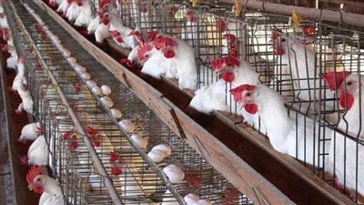  أسعار الدواجن اليوم السبت 21 ديسمبر 2024 في الأسواق والمحال التجارية