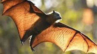 الصحة العالمية: تفشي مرض غامض في الكونغو بسبب وجبة خفاش 