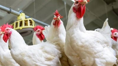 بورصة الدواجن صباح اليوم الخميس 26 ديسمبر 2024