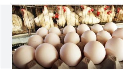 آخر تطورات سعر الفراخ البيضاء فى الأسواق خلال التعاملات الأخيرة