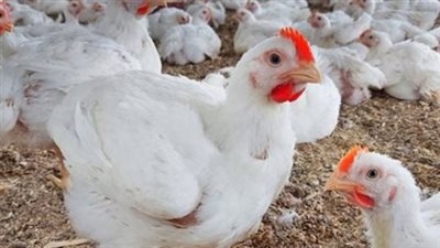 أسعار الفراخ البيضاء في بورصة الدواجن اليوم الأحد 29-12-2024