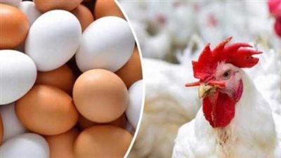 أسعار الفراخ البيضاء في بورصة الدواجن اليوم الثلاثاء 24-12-2024