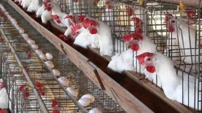 أسعار الفراخ البيضاء في بورصة الدواجن اليوم الثلاثاء 31-12-2024