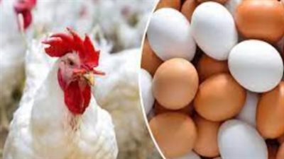 أسعار البيض اليوم الثلاثاء 31_12_2024