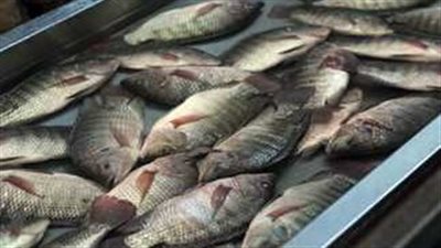 أسعار السمك اليوم الأربعاء 1 يناير 2025