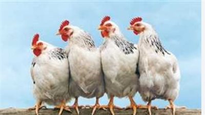 أسعار الكتاكيت والبيض والفراخ اليوم الأربعاء 1_1_2025