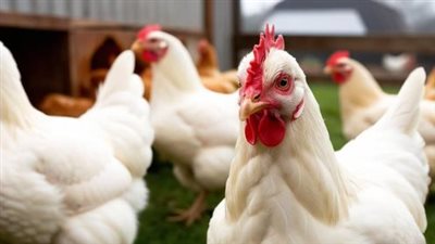 سعر الفراخ البيضاء اليوم السبت 4 يناير 2025 للمستهلكين في الأسواق