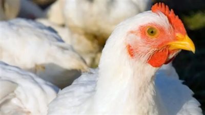  أسعار الدواجن اليوم السبت 4 يناير 2025 في الأسواق والمحال التجارية