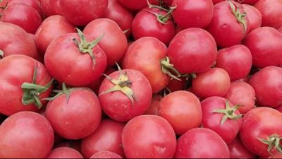 أسعار الخضراوات اليوم.. سعر الطماطم يتراوح من 3 إلى 5 جنيهات