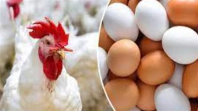 أسعار الفراخ البيضاء في بورصة الدواجن اليوم الأحد 12_1_2025