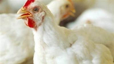  أسعار الدواجن اليوم الاثنين 13 يناير 2025